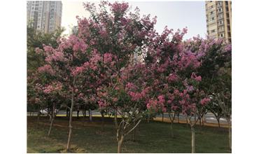 夏秋季節(jié)，錫城首次驚現(xiàn)紫薇花開美景